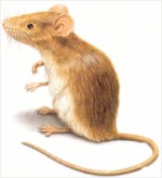 Brown House Mouse 