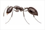 Little Black Ant