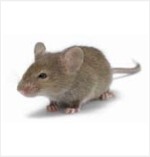 Grey House Mouse